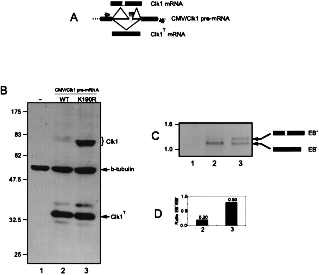 VOL. 17, 1997 Clk1 KINASE REGULATES ALTERNATIVE PRE-mRNA SPLICING 5997 FIG. 1. Catalytic activity of Clk1 kinase regulates splicing of Clk1 pre-mrna in vivo.