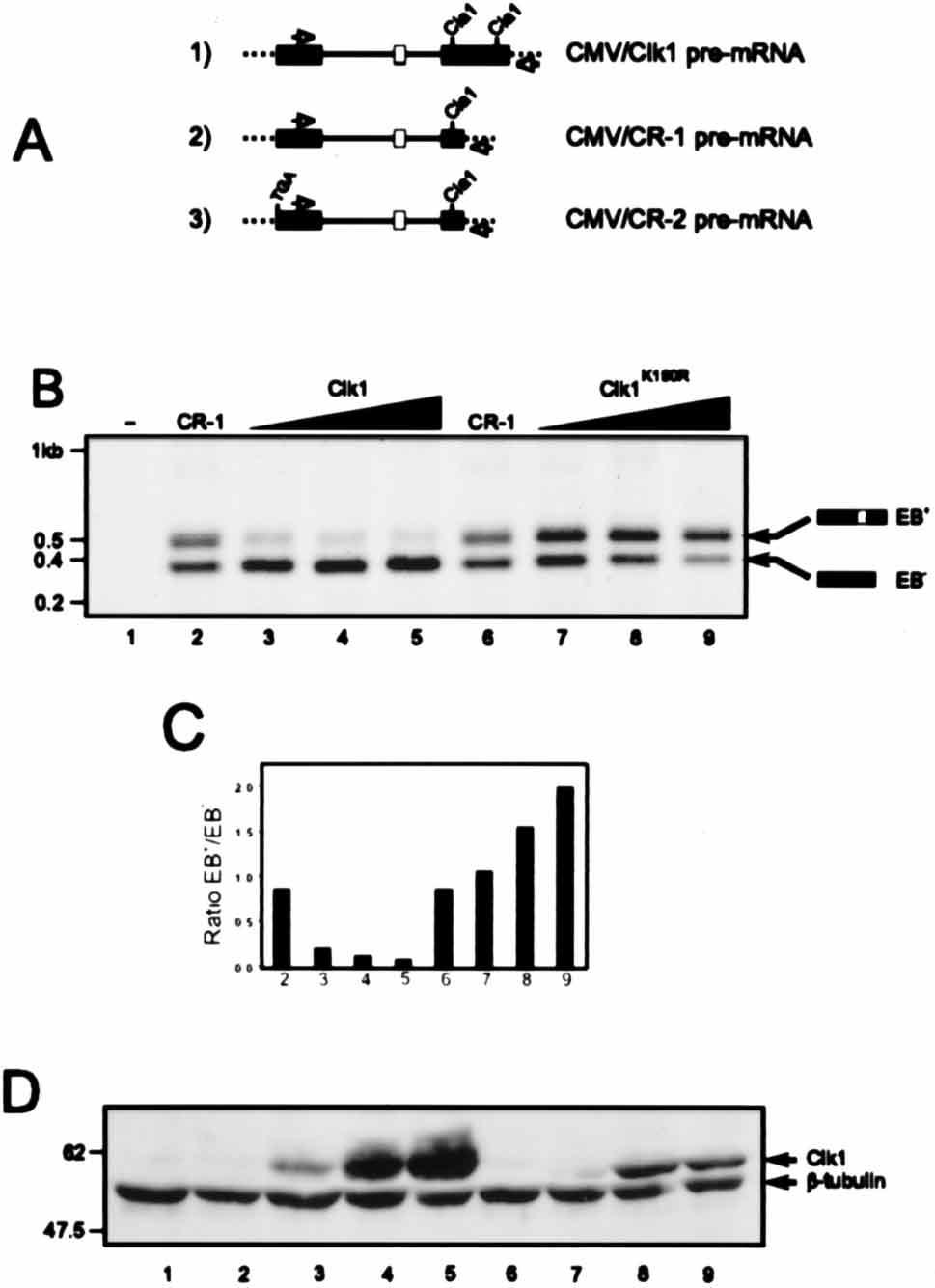 5998 DUNCAN ET AL. MOL. CELL. BIOL. FIG. 2. Catalytically active Clk1 promotes exon skipping of Clk1 pre-mrna in vivo. (A) Schematic representation of Clk1 minigenes.