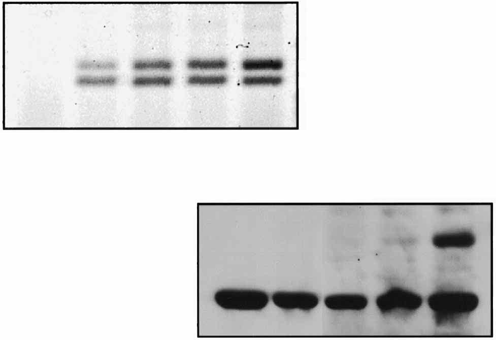 VOL. 17, 1997 Clk1 KINASE REGULATES ALTERNATIVE PRE-mRNA SPLICING 5999 FIG. 4. The peptide motif encoded by the Clk1 alternatively spliced exon is necessary for exon skipping activity.