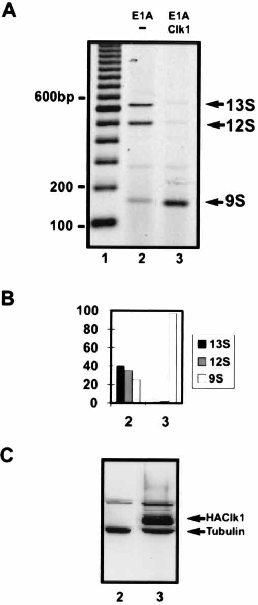 6000 DUNCAN ET AL. MOL. CELL. BIOL. most distal 5 splice site (9S RNA isoform) (Fig. 5, lane 3), characteristic of the late phase of adenovirus infection (1, 27). DISCUSSION FIG. 5. Effect of Clk1 transient overexpression on alternative splicing of adenovirus E1A pre-mrna.