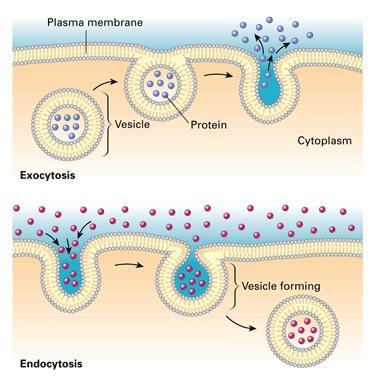 Fusion of the membrane of a secretory vesicle with the cell membrane, excretion of