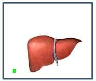 Transect any other blood vessels and tissues attaching liver to body, be careful not to nick the liver LAB 1.5.