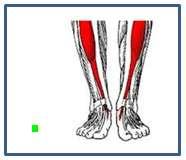Carefully transect skin away from muscle moving medially LAB 1.4. Locate tibialis anterior LAB 1.5. Transect tibialis anterior away from oliotimal tract LAB 1.6.
