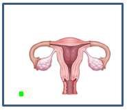 Reflect any necessary tissue and organs to locate uterus and ovaries LAB 1.3.