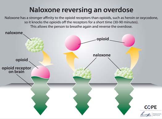How Does Naloxone Work? The brain has many receptors for opioids. When too much of an opioid fits on too many receptors, an overdose occurs.