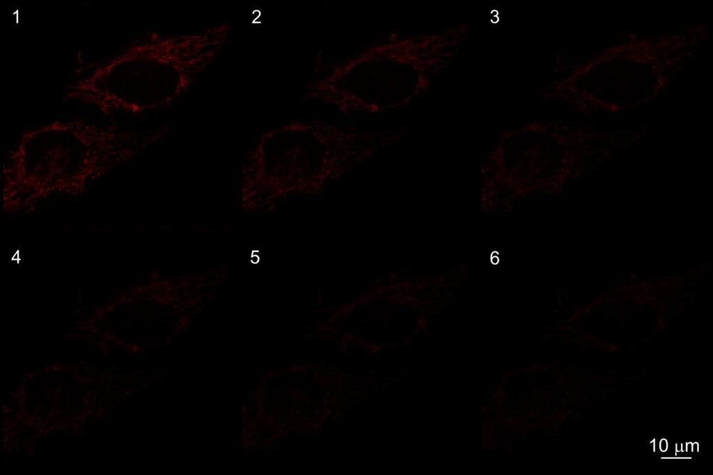Figure S7. Fluorescent images of living HeLa cells stained with MT with increasing number of scans (1 6 times).