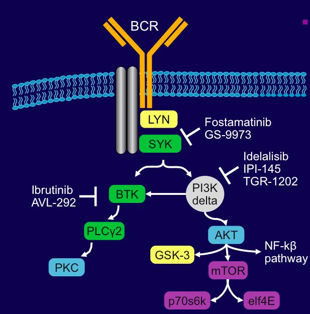 New therapeutical approaches in CLL BCR pathway inhibitors SYK: fostamatinib, GS- 9973 BTK: ibrutinib,