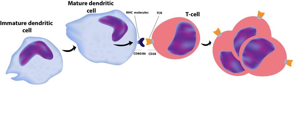 Dendritic cells and T-cells interaction Th1 T-cell polarization