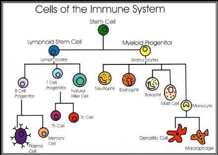 Slide 6: Specific immunity *bone marrow produce all lymphocytes, then some of them migrate to thymus gland and mature there ( T-lymphocytes) and some stay in bone marrow and mature there