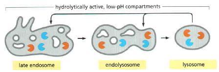Transport of macromolecules to the lysosome: Endosomal Lysosomal System When the majority of the endocytosed material within an endolysosome is digested and only resistant or slowly digestable