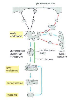 Endocytosis: from plasma membrane to lysosome Maturation of early endosome to late endosome occurs through the formation of multivesicular bodies Multivesicular bodies move inward along microtubules