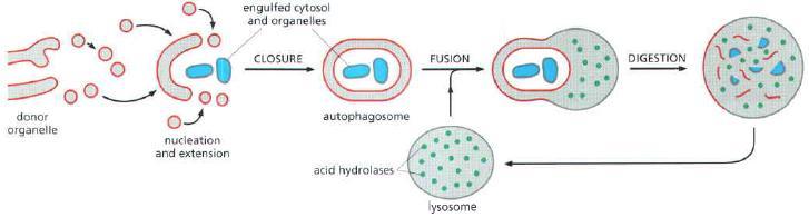 Lysosomes: Autophagy 1) Nucleation and extension of a delimiting membrane into a crescentshaped structure that engulfs a portion of the cytoplasm 2) Closure of the autophagosome into a sealed