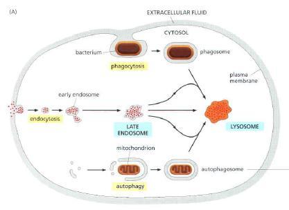 Lysosomal Degradation: Overview Figure 13-42 Three pathways to