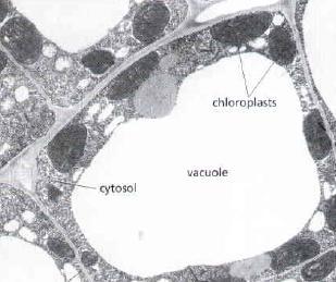 Figure 13.39 The plant cell vacuole. Molecular Biology of the Cell. 5 th Ed. Vacuoles Large compartment filled with fluid that is in the cytoplasm of plant and animal cells.
