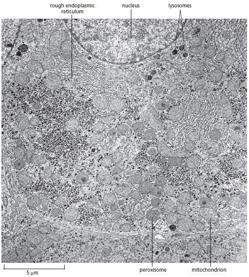 Figure 12 2 An electron micrograph of part of a liver cell seen in cross section. Molecular Biology of the Cell. 5 th Ed.