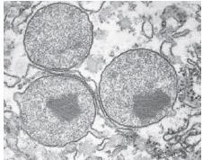 Structure of Peroxisomes Single membrane that separates their contents from the cytosol They are round or oval vesicles surrounded by a phosolipid bilayer They contain