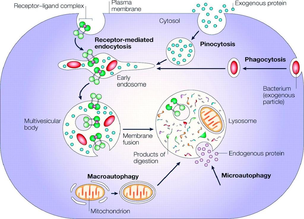 Summary: Lysosomal