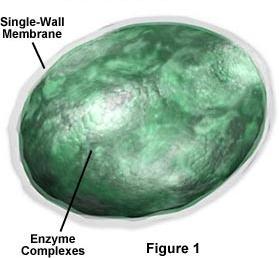 Structure of Lysosome Spherical bag-like shape Single layer membrane Membrane functions as a protective barrier that protects the rest of the cells from enzymes found within the lysosomes The