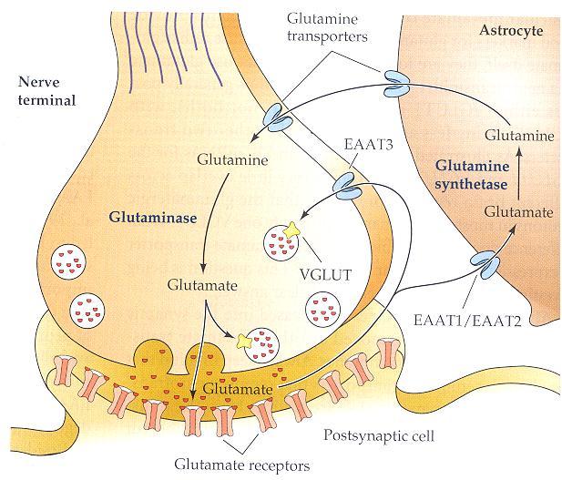 Glutamate neuron 11 Meyer & Quenzer,