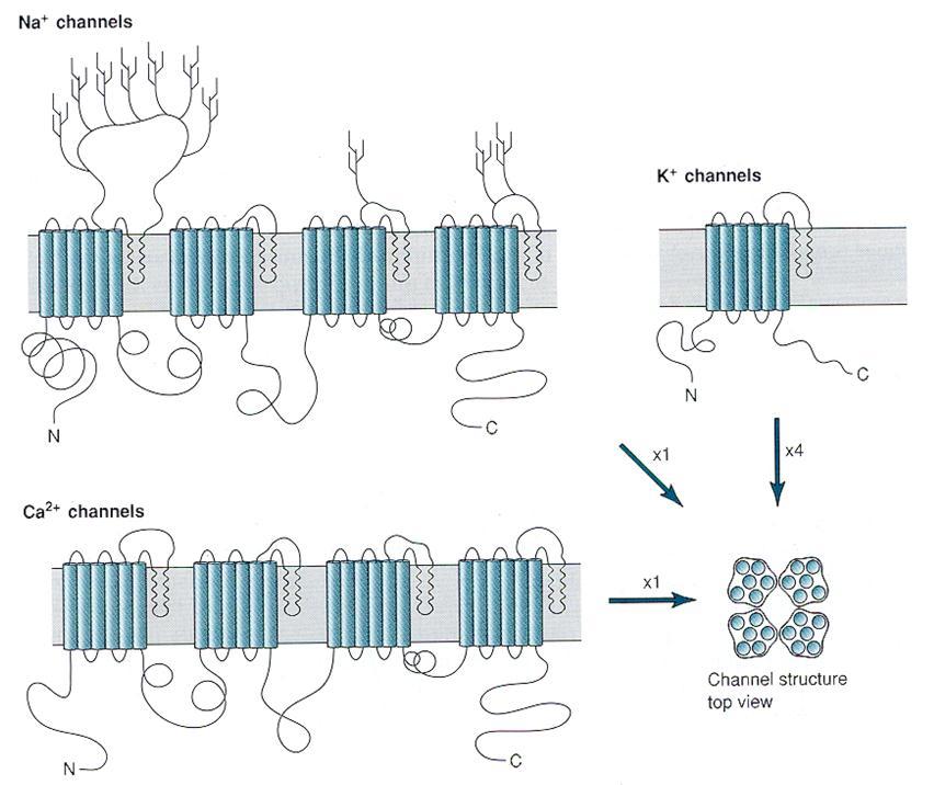 4 Basic structure: voltage gated ion channels