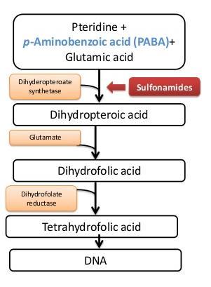 SULPHONAMIDES; MOA Sulfonamides have structural similarity with PABA, compete & substitute PABA Inhibition of Folic Acid synthetase leads to Folic