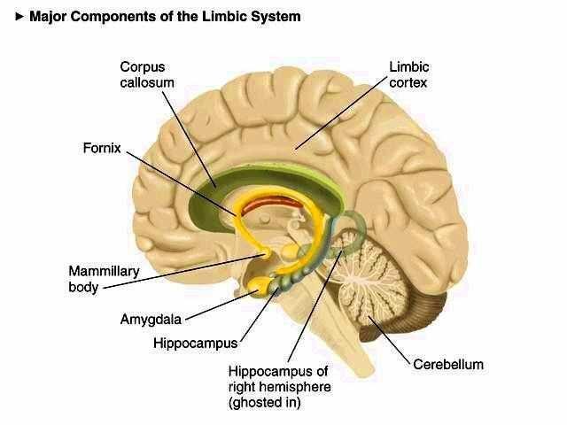 Brain Development: Emotional Regulation Limbic system is regulated by prefrontal cortex If the Limbic System is not adequate communicating with the Prefrontal