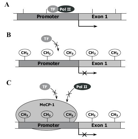 27 Figure 1.4. DNA methylation and inhibition of transcription (Taken from Januchowski et al.
