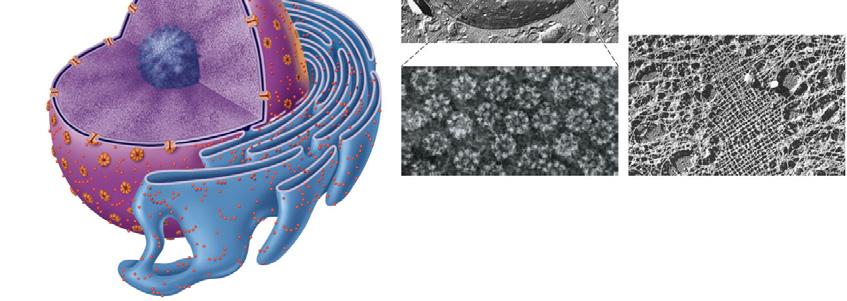 The netlike lamina composed of intermediate filaments formed by lamins lines the inner surface of the nuclear envelope. Figure 2.