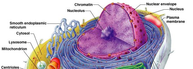 Function of Cells Due To: Organelles little organs carry on essential