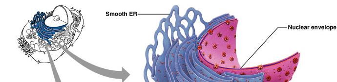 Endoplasmic reticulum network within the cytoplasm Rough ER