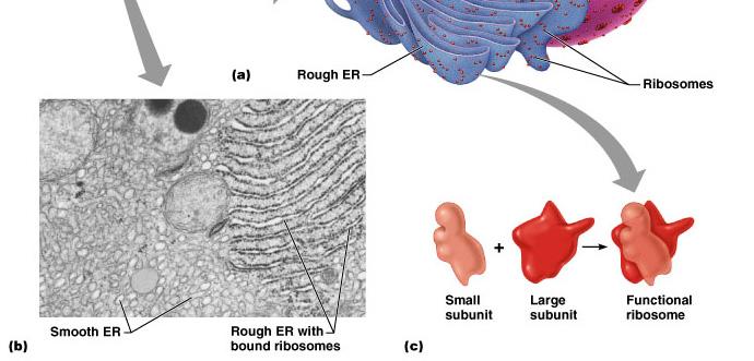 tubules in a branching network No ribosomes are attached;