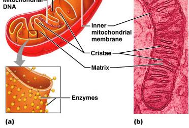 Break down long chains of fatty acids Are numerous in the liver and kidneys Cytoplasmic Organelles Cytoskeleton cell skeleton an elaborate network of rods