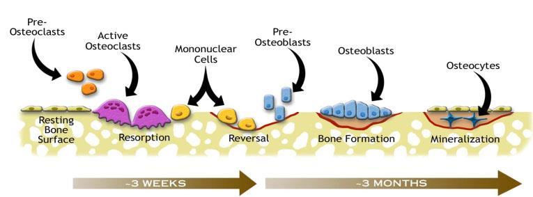 Bone Remodeling Cycle Healthy Bone Menopause Aging Disease Drugs Resorption Formation Resorption > Formation Baron R.