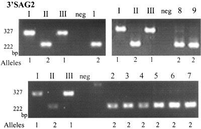 1386 NOWAKOWSKA ET AL. J. CLIN. MICROBIOL. Marker TABLE 2. Genotypes of T.