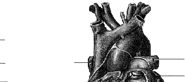 Anatomy Review: The Heart