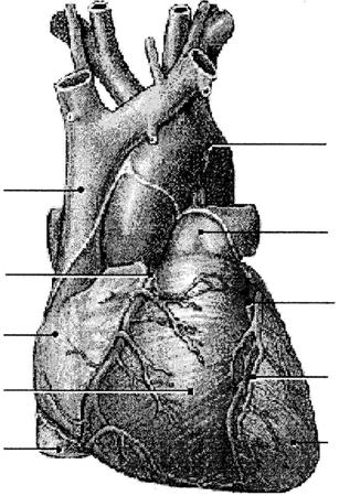 Study Questions on Anatomy Review: The Heart: 1.