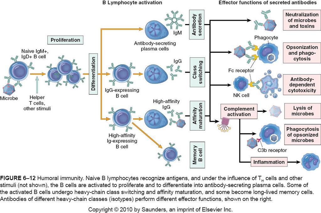 Upon activation, B lymphocytes proliferate and then differentiate into plasma