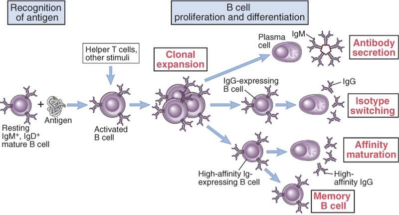 Helper T cells are required for efficient isotype switching, affinity