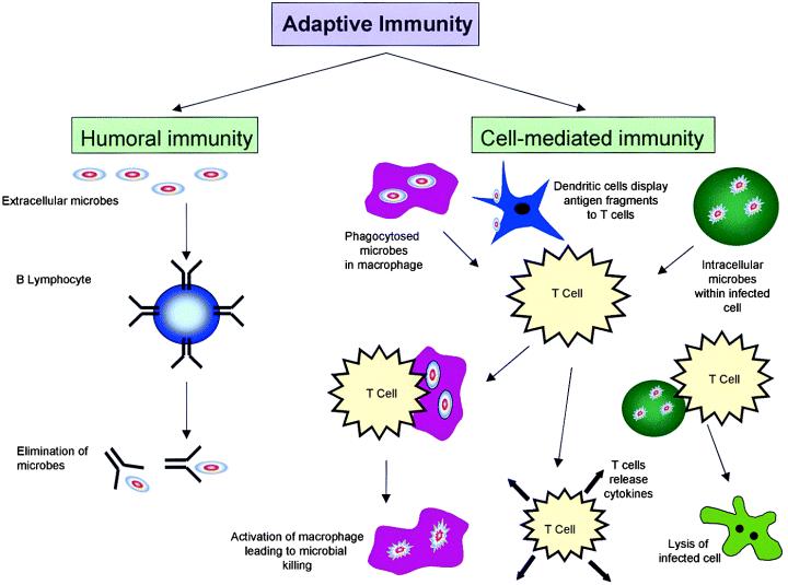There are two types of adaptive Immunity Humoral immunity: mediated by B lymphocytes and their secreted products, antibodies (also called immunoglobulins, Ig) that protects against extracellular