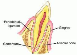 1.1. Građa parodonta Parodont (grč. peri - okolo, odontos - zub), kako i sama riječ govori, potporno je tkivo oko zuba.
