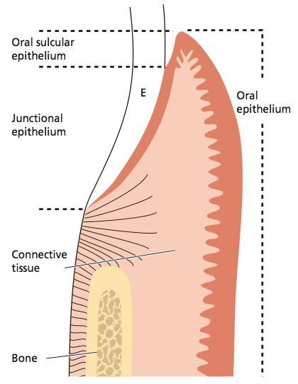 Slika 2. Shematski prikaz koji opisuje sastav gingive i kontaktnog područja između gingive i cakline zuba (preuzeto iz: Lindhe J, Lang NP, Karring T. Clinical Periodontology and Implant Dentistry.