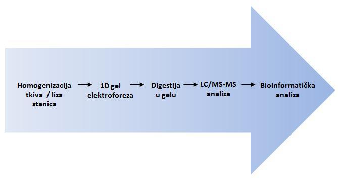 4.2. Rezultati proteomskih analiza Label-free kvantifikacija i LC-MS/MS analiza (engl.