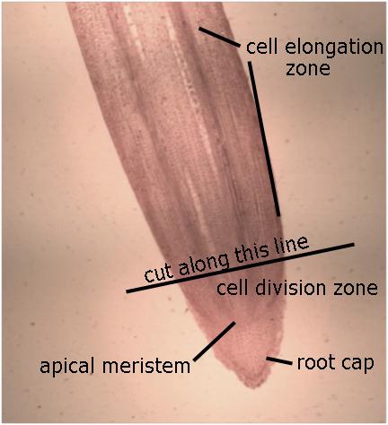 These are visually distinct in a fresh root tip, appearing more round or square than the elongated cells in the Zone of Elongation above it. (Campbell, 2005) Figure 2b. Root tip of corn (Zea mays).