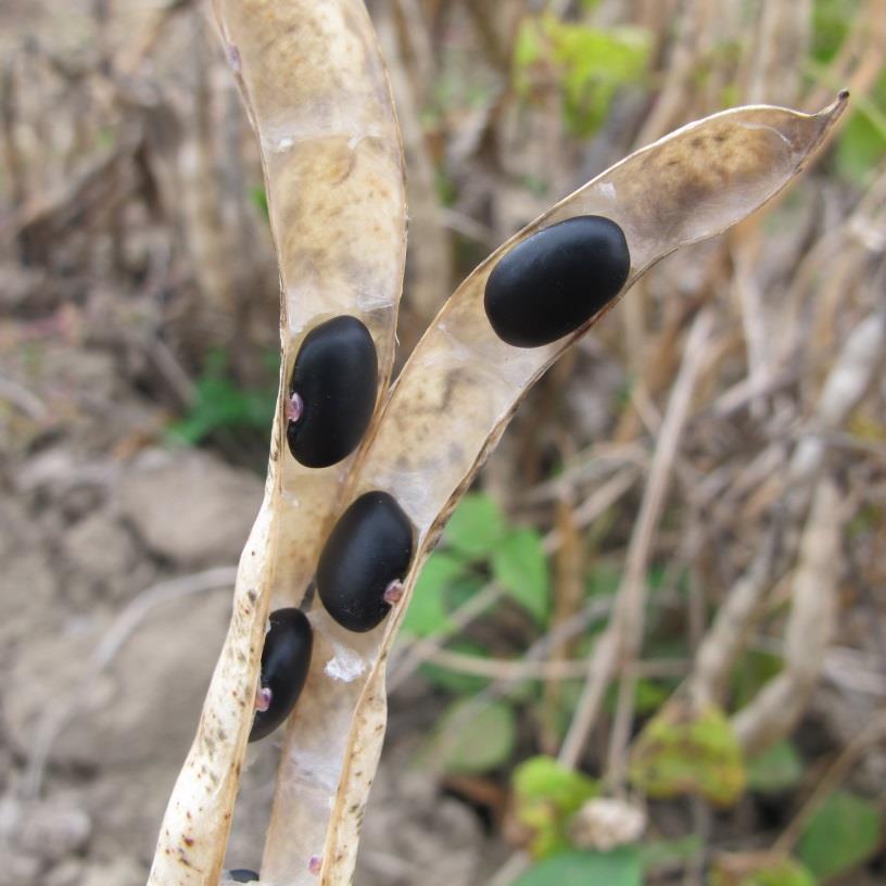 Impact of High Glucosinolate Mustard Biomass and Meal on Black Bean Yield Dr.