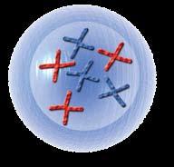 They are called chromatids. They look like tiny Xs. They are still linked at the center by the centromere. prophase The second phase is metaphase.