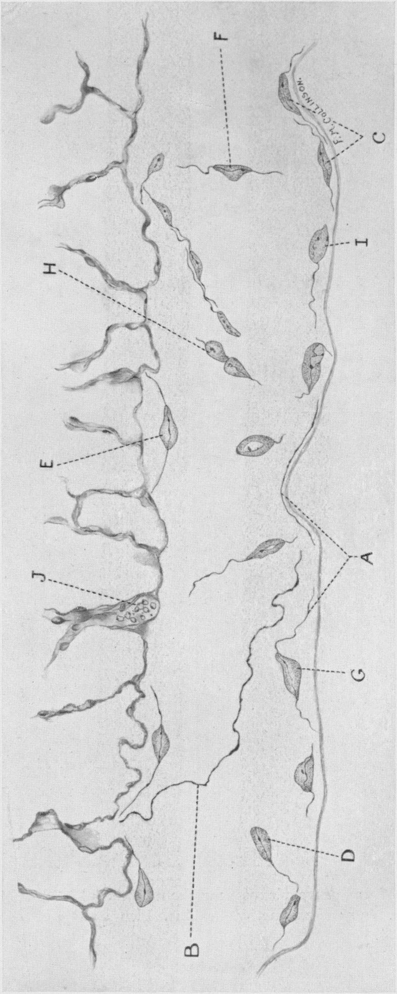 PLATE II THE JOURNAL OF PHYSIOLOGY, VOL. 80, No.