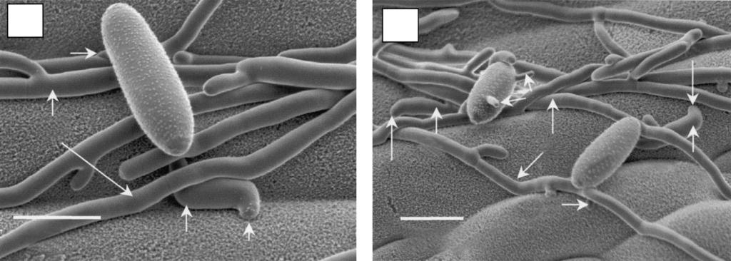 222 T. L. W. rver et l. () () H S H App App µm µm App H FIG. 11. LTSEM microgrphs of norml B. grminis f. sp. hordei germlings tht developed when in intimte contct with hyphe of B. grminis f. sp. hordei growing on rley lef.