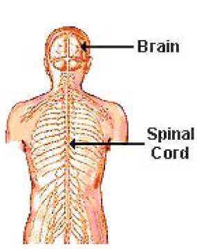 the spinal cord Dr.