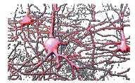 Connectivity Each neuron connected to 10,000 other neurons Point of contact is the synapse Computing power of brain comes from connections Cortex Two millimeters thick and has