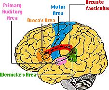 Concepts Ventral prefrontal X cortex Motor word Arcuate Fasciculus Speech motor output Auditory